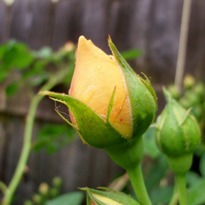 Poзa Аусмас - желтая - Английская роза 